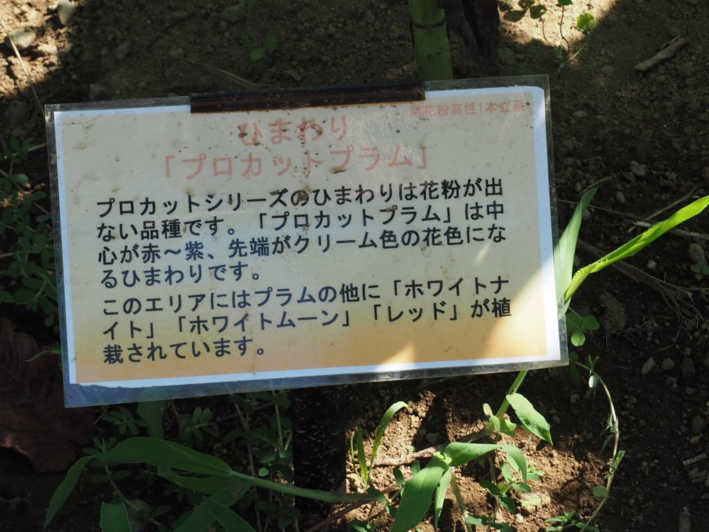 昭和記念公園の向日葵 プロカットホワイトムーン＆プロカットプラム | 想いのままに ブラブラと