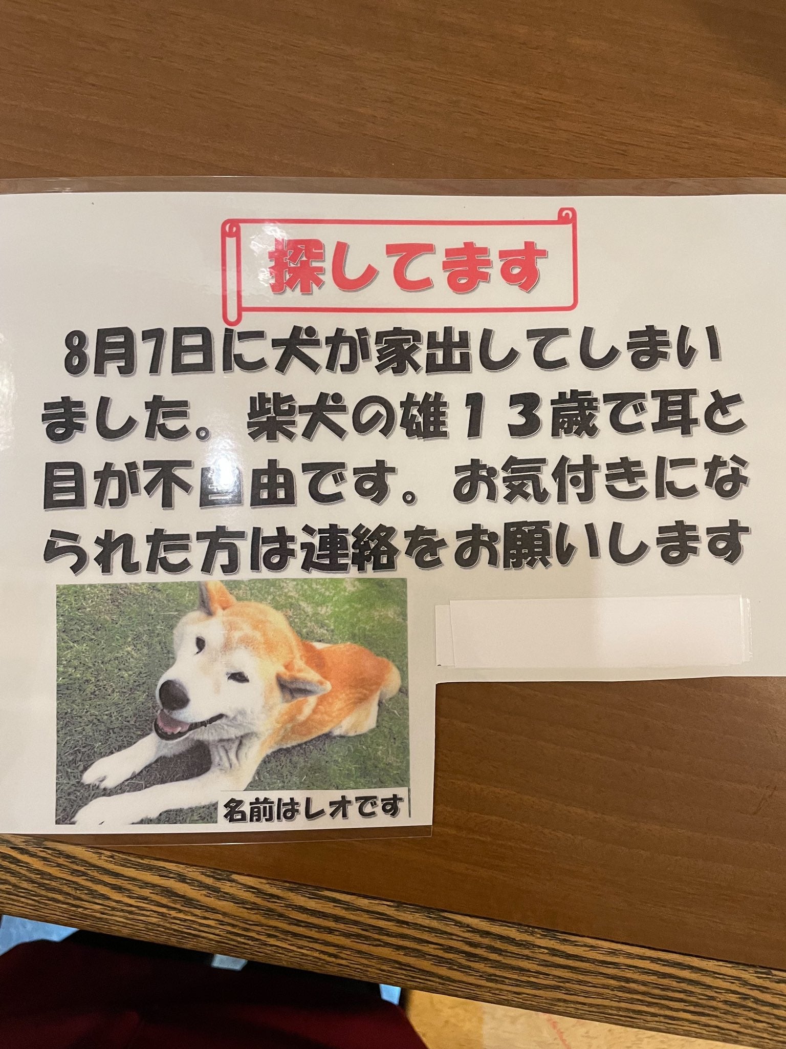 愛知県一宮市で13歳柴犬迷子 柴犬虎哲の部屋