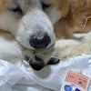 秋田犬いち♥低周波治療だワン!の画像
