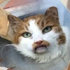 ちゅらにゃん保護猫治療室の猫ちゃん紹介の画像