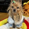 もんもんだよりの画像