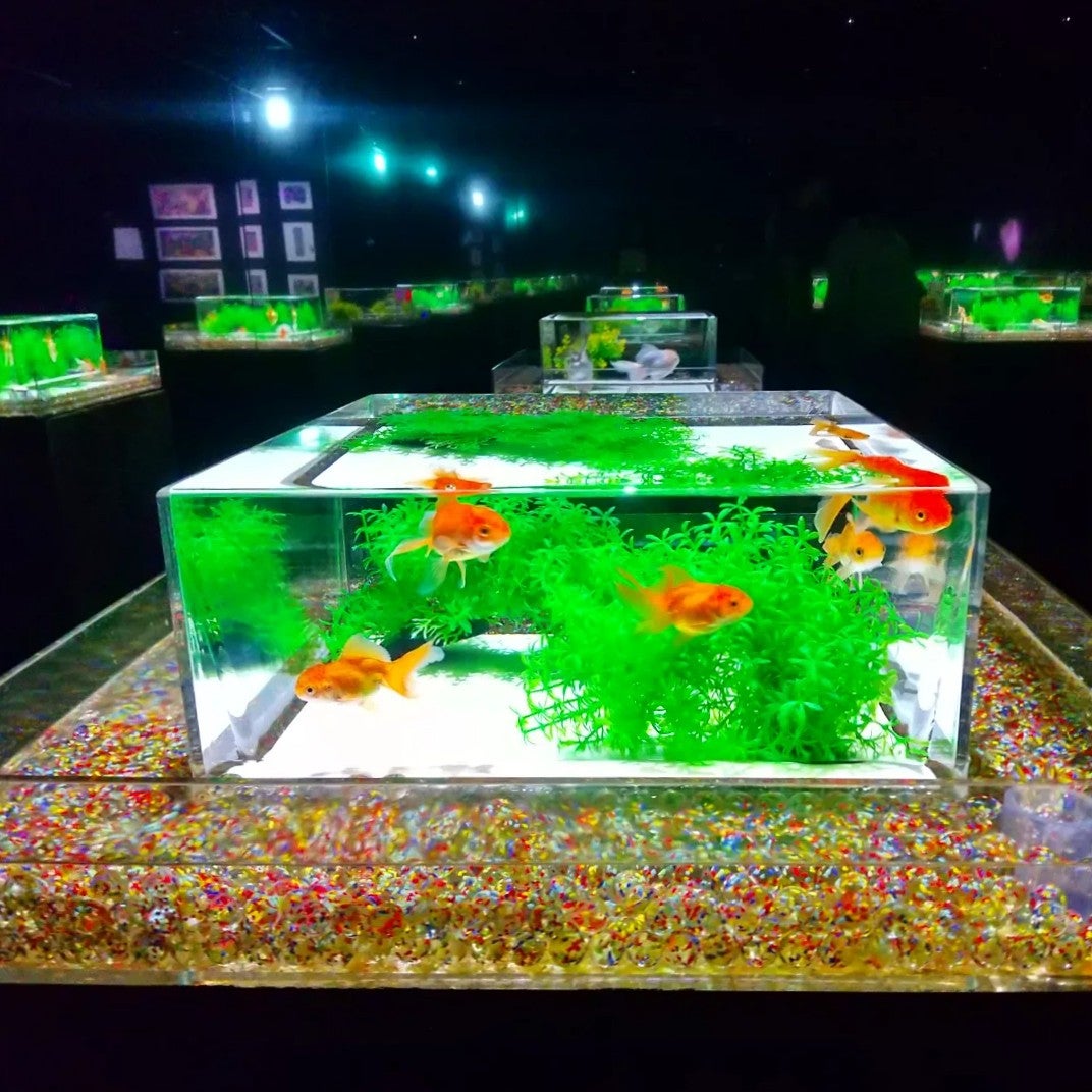 涼を求めてアートアクアリウムGINZA美術館へ♪】 | きつね、時々 涼を求めてアートアクアリウムGINZA美術館へ♪】 | きつね、時々