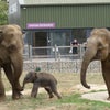 象の赤ちゃん @Whipsnade Zooの画像