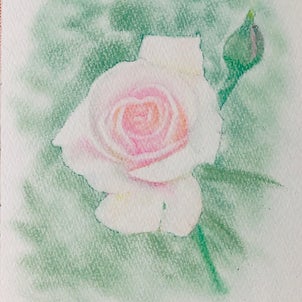 薔薇描いてみましたの画像
