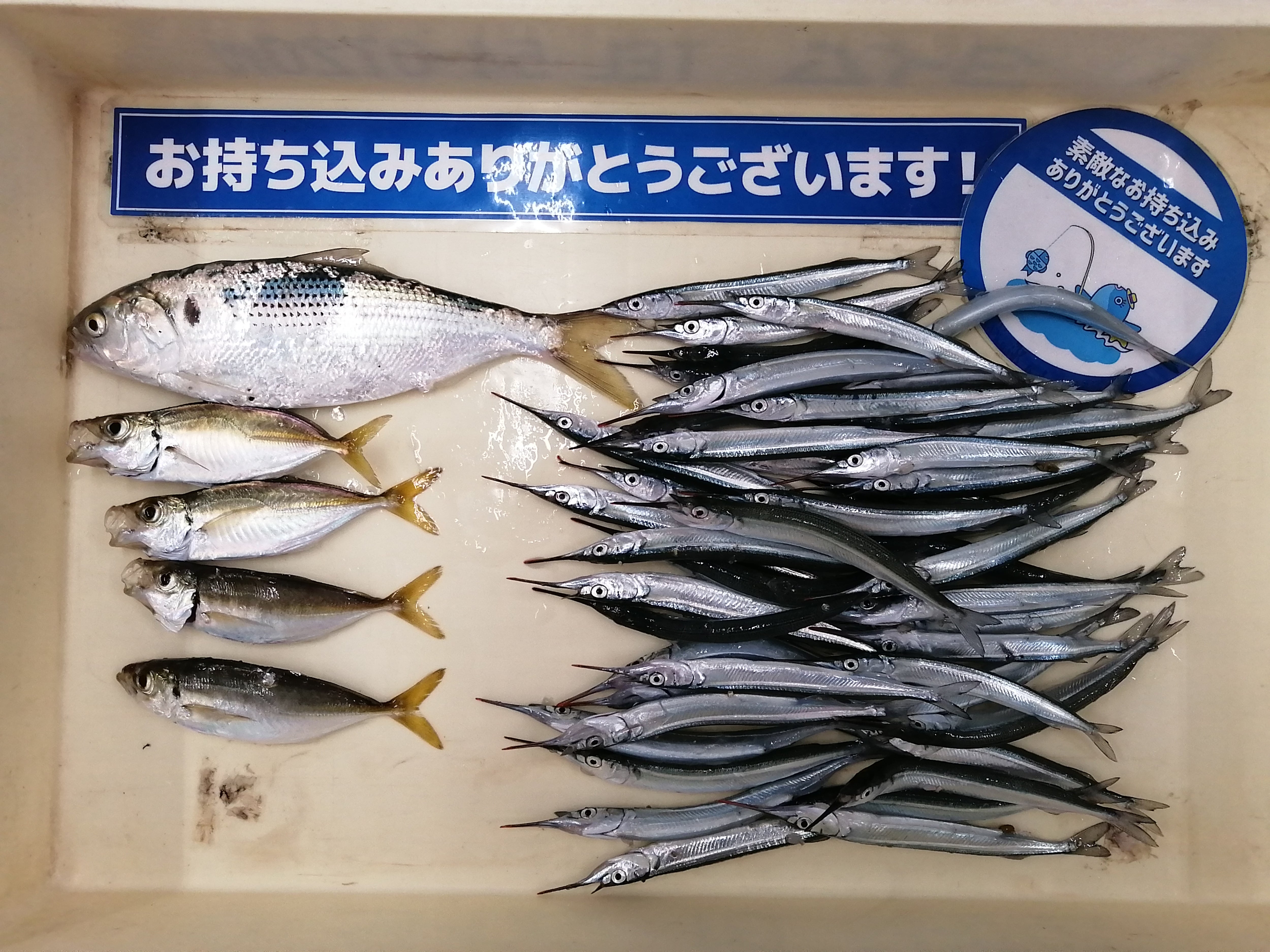 最大74%OFFクーポン 釣りの仕掛け大百科 上 海水魚編