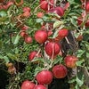 りんご。の画像