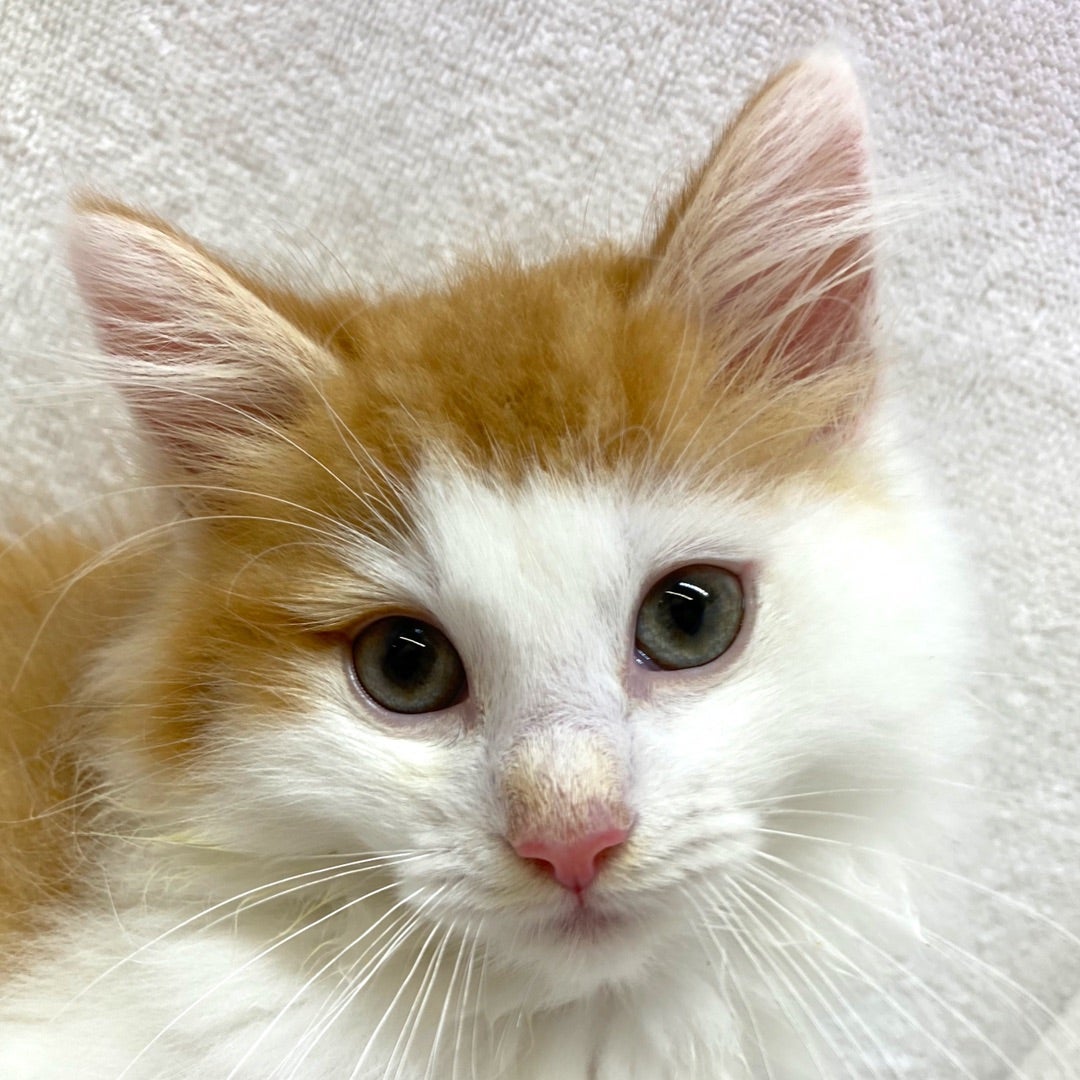 わんちゃん・ねこちゃん入舎しました! | かねだい八千代店の わんちゃん・ねこちゃん入舎しました! | かねだい八千代店の