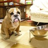 犬用食器台ご使用画像（お客様より）の画像