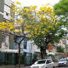 ≪花談義６８０≫　少し遅れて咲き誇っているブラジル国花イペーアマレーロを地元ポルトアレグレから送の記事より