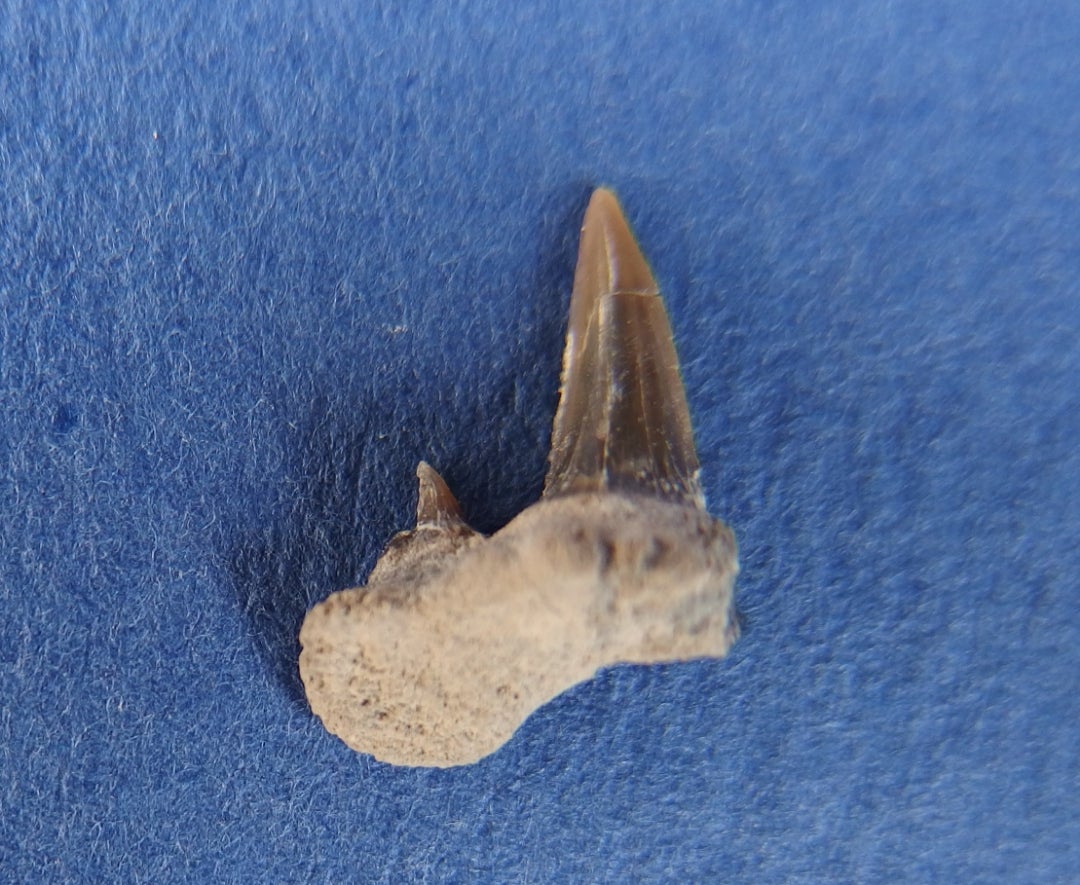 国内送料無料オオワニザメ [CA15] 化石 サメの歯 コレクション | sos.cafe
