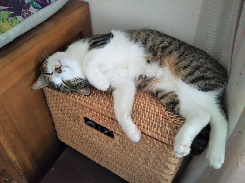 箱の上でリラックスして熟睡する猫