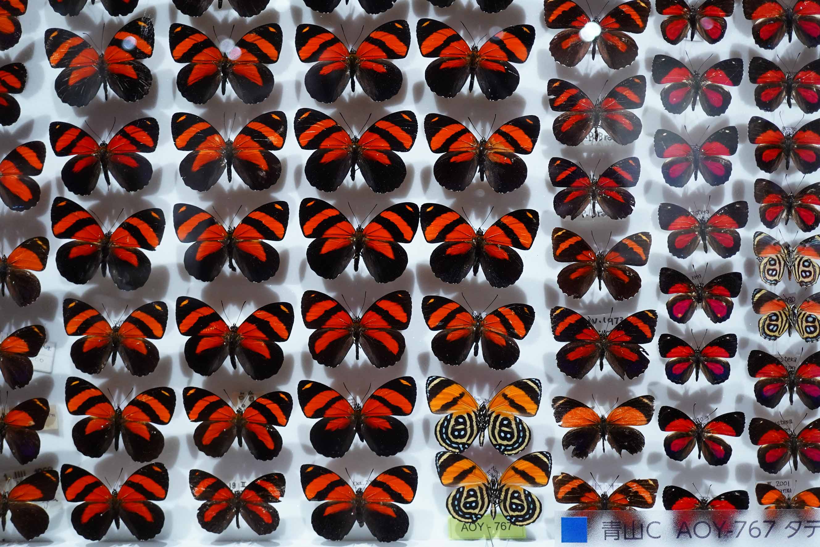中古】 驚異的な虫の世界 01 蝶：ムジカ＆フェリーチェ店+