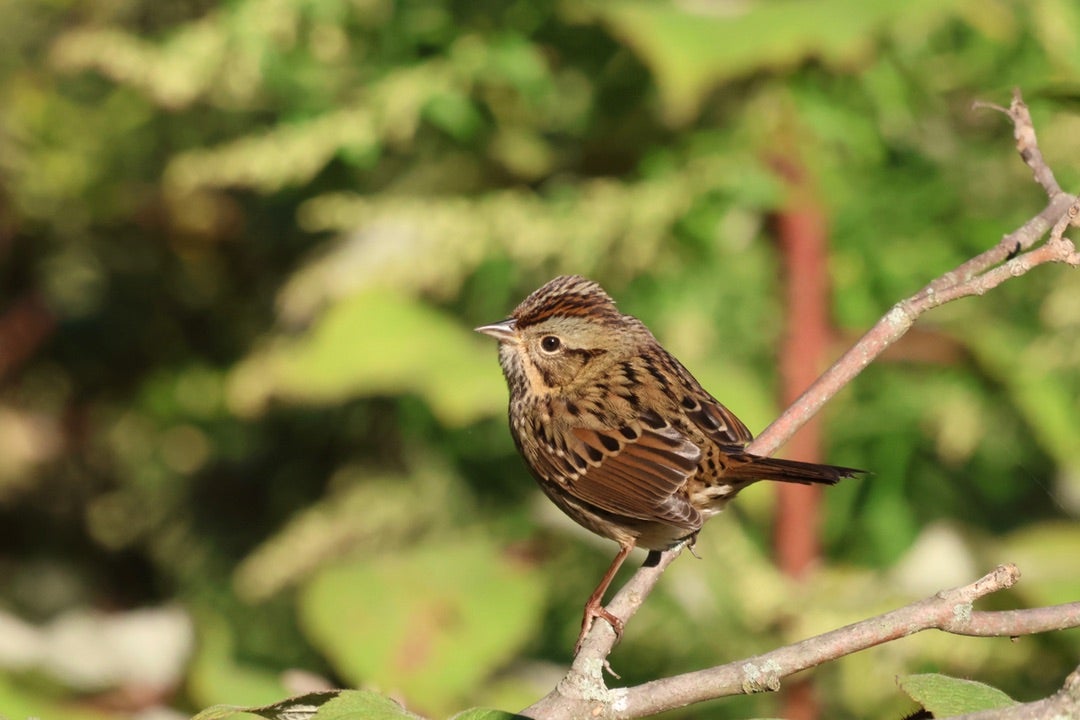 野鳥　スズメ 120) Lincoln's Sparrow / ヒメウタスズメ | さいたま発・週末中心鳥見散歩
