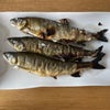 （22-09-10）魚野川鮎釣りの画像
