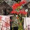 金生山明星輪寺と彼岸花(2022年9月24日撮影)の画像