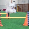 飛行犬を撮影するための意外な秘訣！の画像