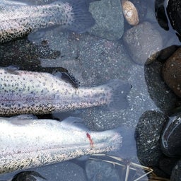 画像 巨ニジを捕獲せよ！！ の記事より 8つ目