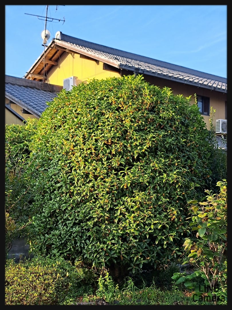 ☆ 10月〜季節はずれの暑さの記事画像