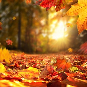 秋は乾燥と冷たい風から肺を守りましょうの画像