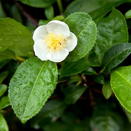 画像 Camellia Sinensis: A King Plant の記事より
