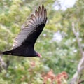 ヒメコンドル(Turkey Vulture)の飛翔