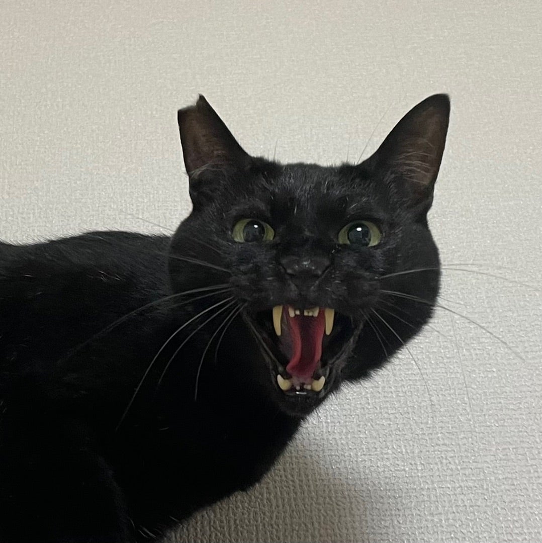 人気のクリスマスアイテムがいっぱい! はじめての猫 2人編 その他
