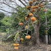 愛知県蒲郡市　秋の味覚が我が家の庭になりました。の画像