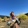 山田のおばちゃんのお米の話の画像