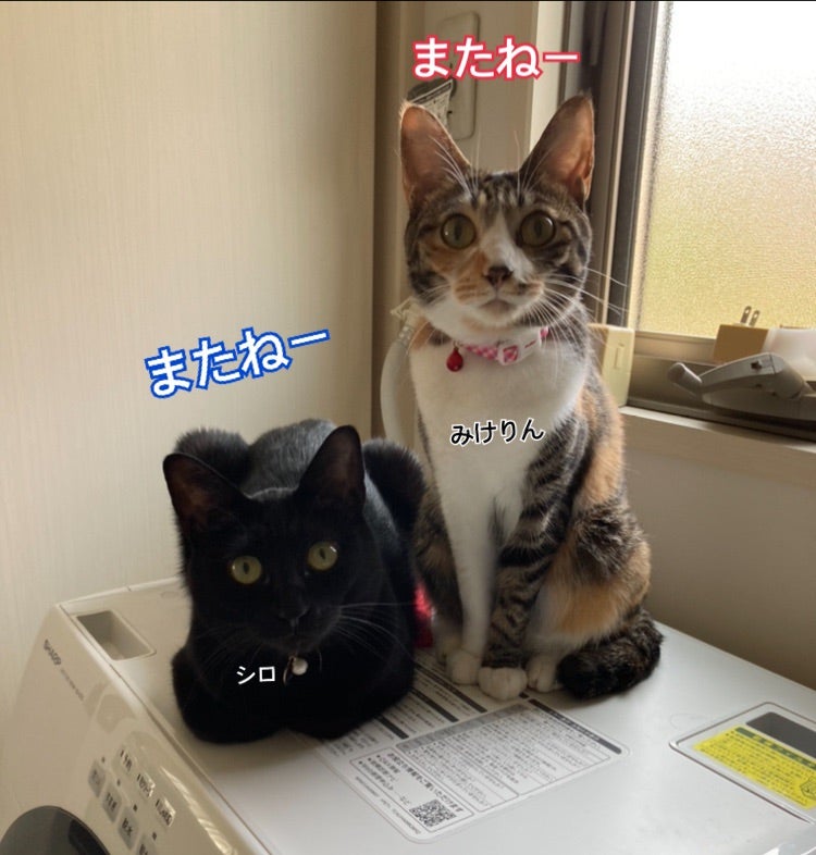 眠り猫 黒猫(ブチ)シロ靴下 - www.nslibrary.gov.my