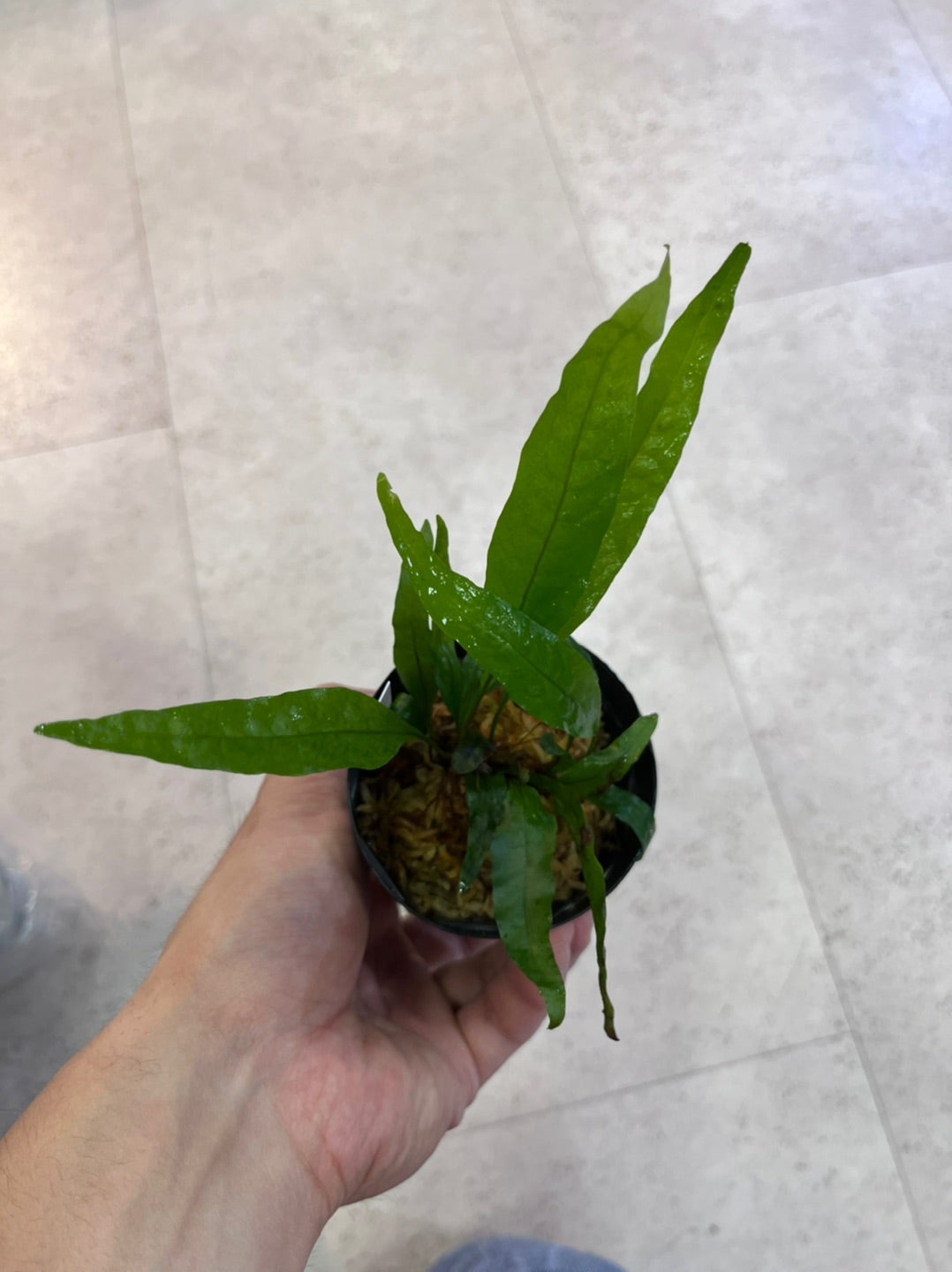 来ました!熱帯植物!! | アクアテイラーズサッポロファクトリー店