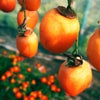 秋の楽しみ・吊るし柿♪の画像