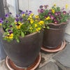植え替え☆の画像