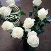 白バラ モンディアル【花屋の花図鑑】の画像