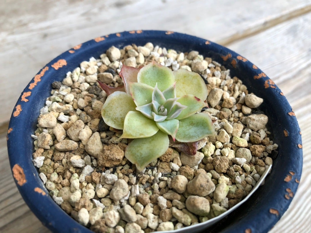 まだまだ植え替え・・・シムランスアセンション、イグニション。 | TJ