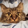 11月20日(日)にゃんクルー譲渡会に参加予定の猫さん-その3の画像