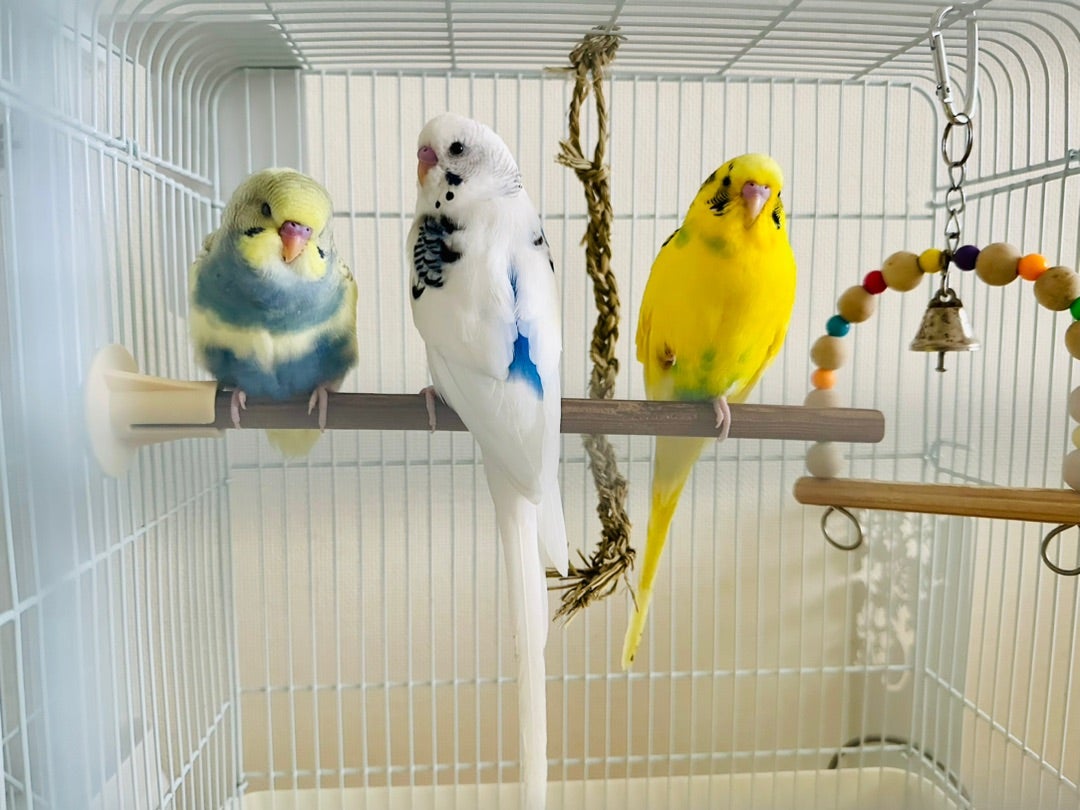 セキセイインコ多頭飼い、ケージの割振り | 25歳でシングルマザーと