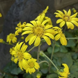 画像 ツワブキの花が咲いたら寒くなりますね の記事より 2つ目
