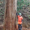 大径木伐採の画像