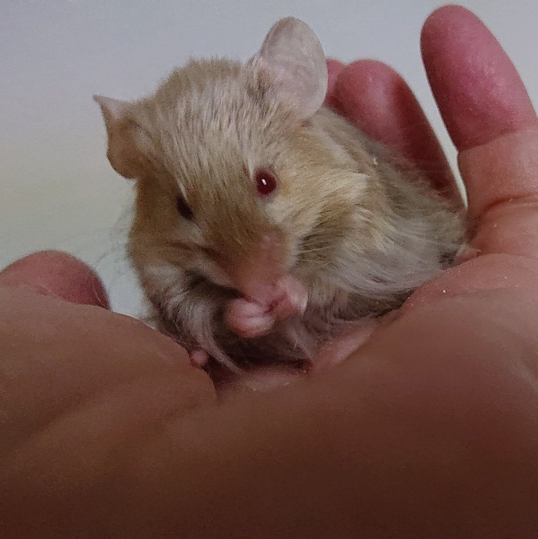 今日のヤワゲーズ | マウス・ラットの研究所～動物実験しない研究～
