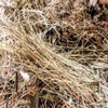 枯れ草を活かす【冬の野草の魅力】の画像