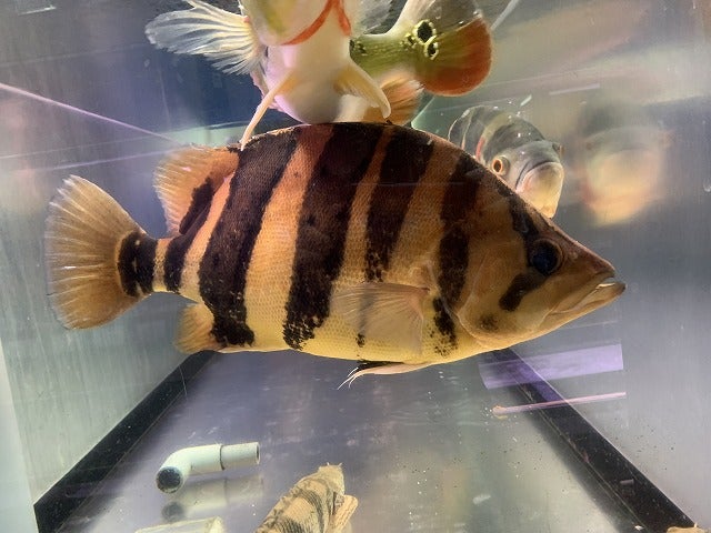 特価魚!! | 熱帯魚・海水魚専門店 フレンドのブログ(愛知県豊田市) 特価魚!! | 熱帯魚・海水魚専門店 フレンドのブログ(愛知県豊田市)
