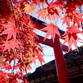 京都ちゅーすけのブログ