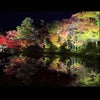 高台寺の紅葉ライトアップ＆プロジェクションマッピングの画像