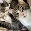 明日12/18(日)にゃんクルー譲渡会に参加予定の猫さん-その3の画像