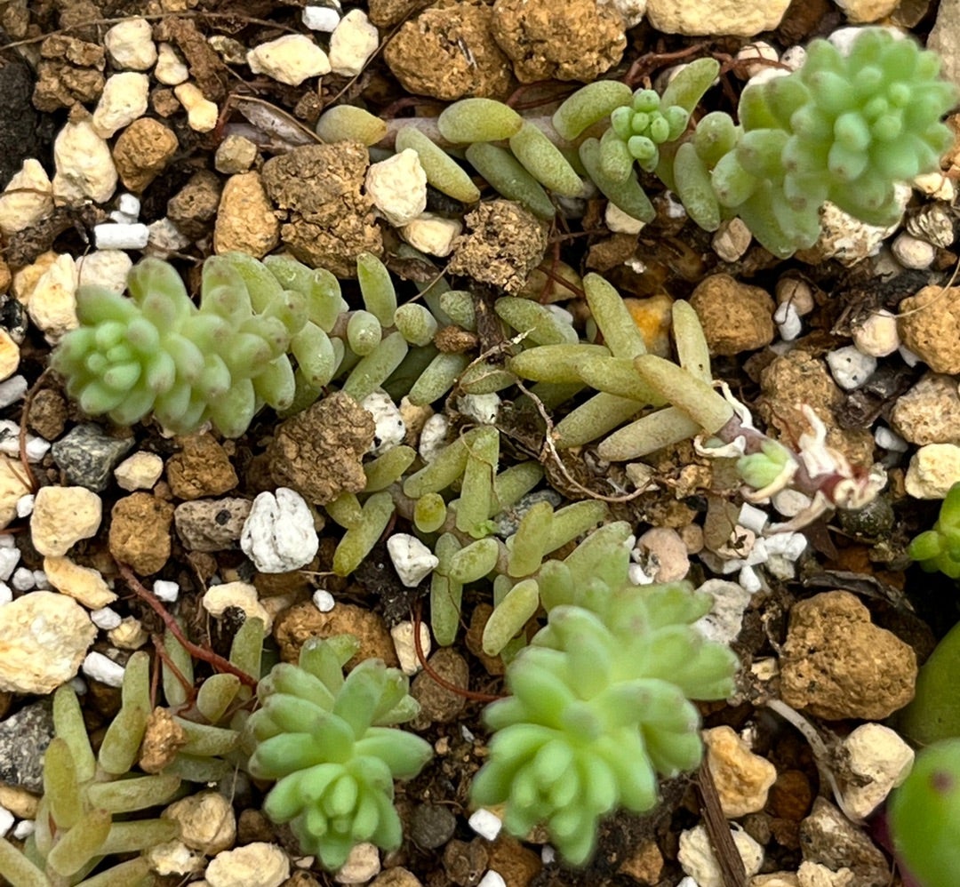多肉植物 セダム ☆ミルキーウェイ☆ カット苗 (多肉植物セダム 多肉植物 セダム ☆ミルキーウェイ☆ カット苗 (多肉植物セダム
