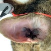 猫の耳垢腺嚢胞腫は、〇〇治療が最高！の画像