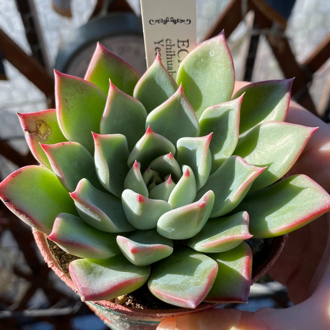 チワワエンシス Echeveria chihuahuaensis | 多肉日記(たにっき)