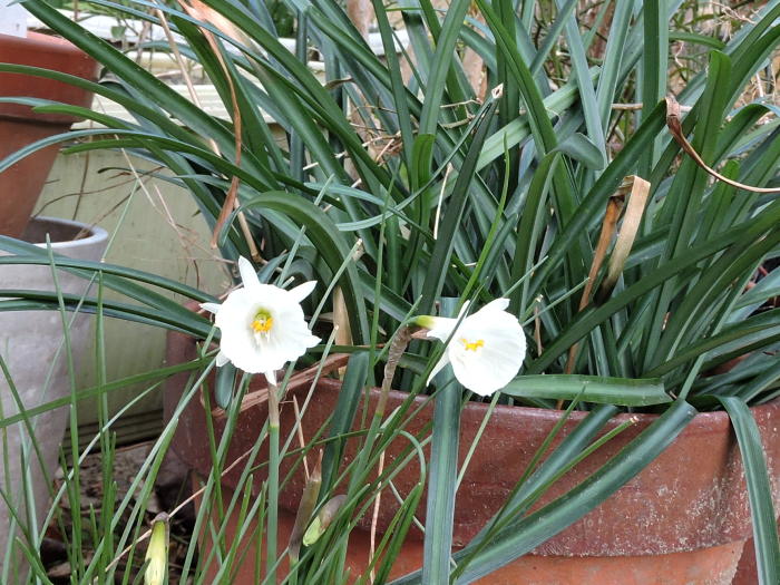 路傍の草樹花:ペチコートスイセン(ペチコート水仙)の白花