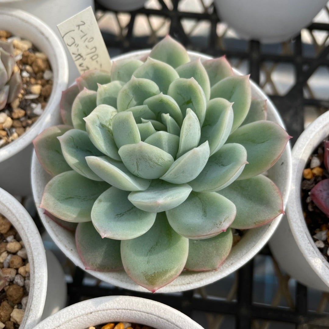 価値ある中里リンゼアナ | コキリノSucculents Life 価値ある中里リンゼアナ | コキリノSucculents Life