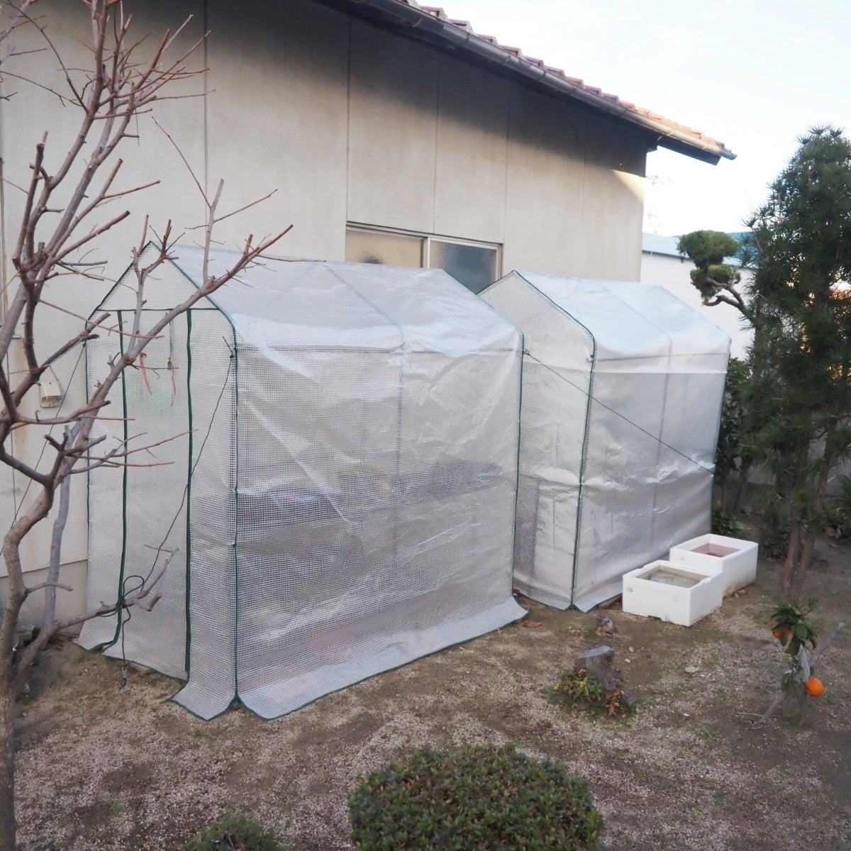 武田コーポレーション 温室・園芸・棚 グリーン 142×75×193cm ワイドグリーン温室 WGO-143